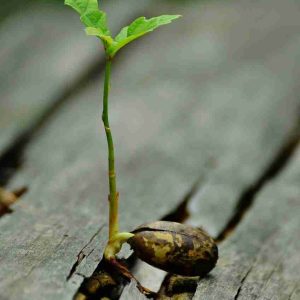 germ, seedling, oak